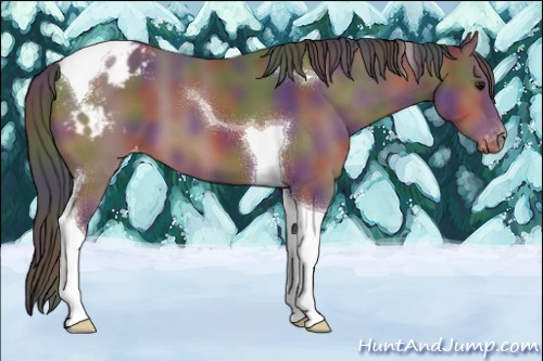 Horse Color:Nacre Bay Tobiano Appaloosa 