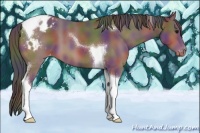 Horse Color:Nacre Bay Tobiano Appaloosa 