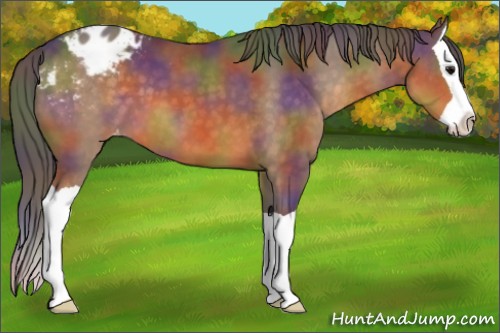 Horse Color:Nacre Buckskin Splash Appaloosa 
