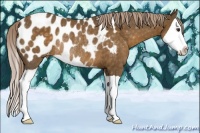 Horse Color:Chocolate Palomino Splash Near Leopard Rabicano 