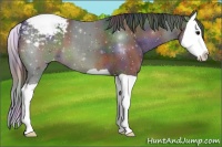 Horse Color:Nacre Brown Splash Appaloosa 