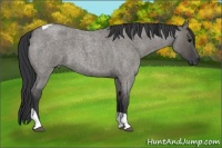 Horse Color:Grullo Roan Tobiano