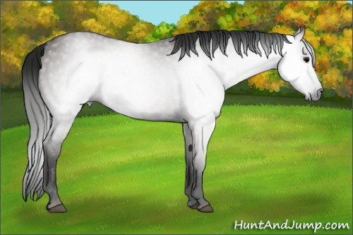 Horse Color:Gray Grullo Roan 