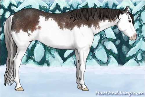 Horse Color:Liver Chestnut Sabino Splash Rabicano 