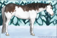 Horse Color:Liver Chestnut Sabino Splash Rabicano 