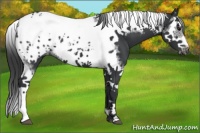 Horse Color:Black Splash Tobiano Frame Appaloosa 