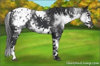 Horse Color:White Spotted Black Sabino Splash Appaloosa 