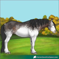 Horse Color:White Spotted Brown Frame Rabicano 