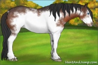 Horse Color:White Spotted Brown Frame Rabicano 