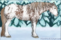 Horse Color:White Spotted Liver Chestnut Sabino Appaloosa 