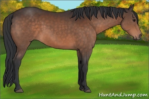 Horse Color:Brown 