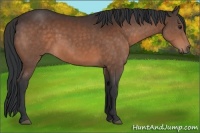 Horse Color:Brown 