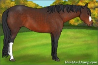 Horse Color:Brown 