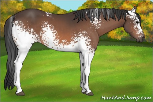 Horse Color:White Spotted Bay 