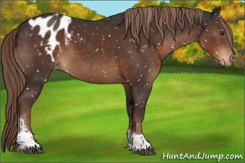 Horse Color:Liver Chestnut Tobiano Appaloosa Rabicano 