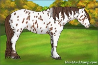 Horse Color:Liver Chestnut Tobiano Appaloosa 