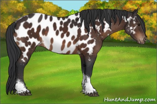 Horse Color:Brown Tobiano Near Leopard