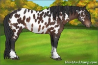 Horse Color:Brown Tobiano Near Leopard 