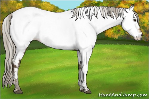 Horse Color:Chocolate Palomino Tobiano Appaloosa 