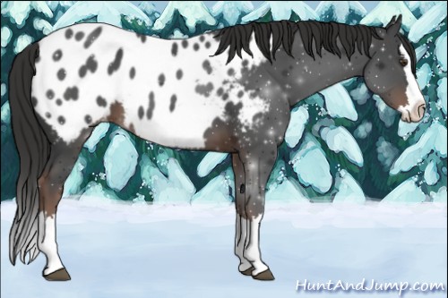 Horse Color:Liver Chestnut Sabino Splash Appaloosa 