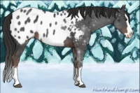Horse Color:Liver Chestnut Sabino Splash Appaloosa 
