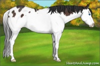 Horse Color:Brown Sabino Splash Near Leopard 