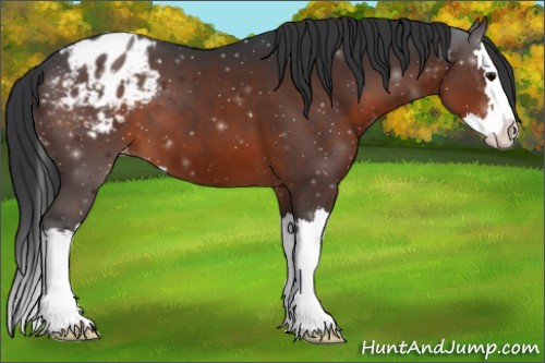 Horse Color:Brown Sabino Splash Appaloosa 
