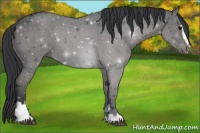 Horse Color:Black Sabino 