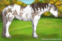 Horse Color:White Spotted Liver Chestnut Ice Splash Rabicano 