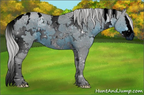 Horse Color:ERROR: UNKNOWN ANOMALY