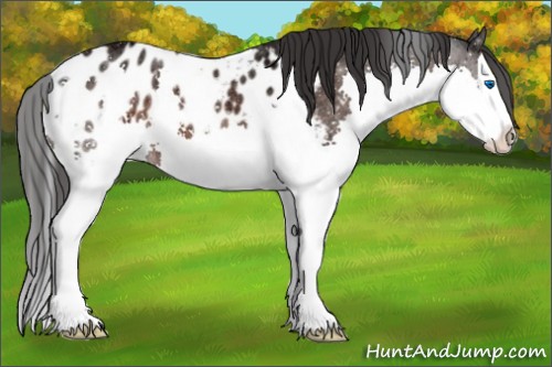 Horse Color:Brown Ice Splash Appaloosa 
