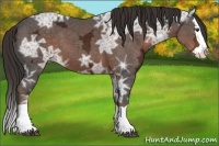 Horse Color:Liver Chestnut Ice Splash 