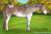 Horse Color:White Spotted Liver Chestnut Ice Appaloosa Rabicano 