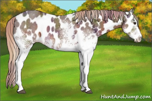 Horse Color:Nacre White Spotted Liver Chestnut Ice Appaloosa 