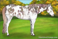 Horse Color:Nacre White Spotted Liver Chestnut Ice Leopard 