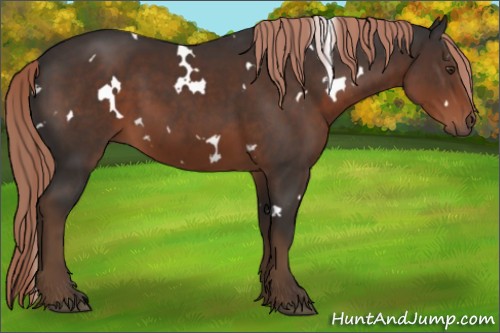 Horse Color:White Spotted Liver Chestnut Rabicano 