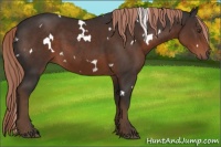 Horse Color:White Spotted Liver Chestnut Rabicano 