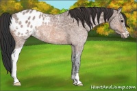 Horse Color:Bay Ice Sabino Appaloosa