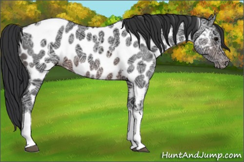 Horse Color:Brown Ice Sabino Tobiano Appaloosa 