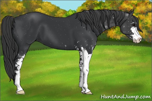 Horse Color:Black Sabino 