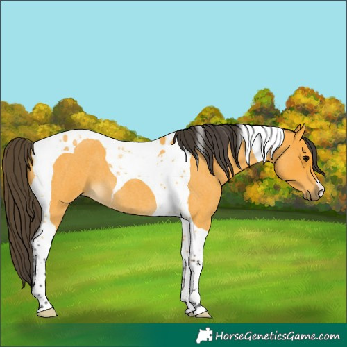 Horse Color:Buckskin Roan Tobiano 