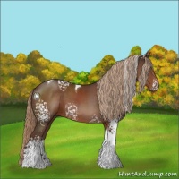 Horse Color:White Spotted Liver Chestnut Tobiano 