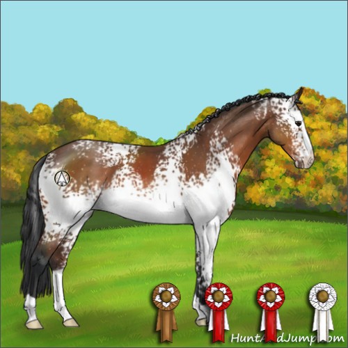 Horse Color:White Spotted Bay 