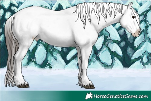 Horse Color:White Spotted Liver Chestnut Ice Appaloosa 