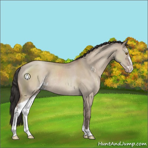 Horse Color:Classic Champagne Dun Sabino Rabicano 