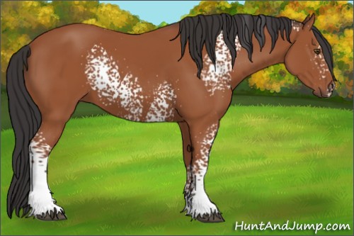 Horse Color:White Spotted Bay 