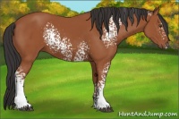 Horse Color:White Spotted Bay 