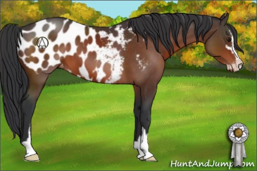 Horse Color:Brown Sabino Appaloosa 