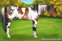Horse Color:White Spotted Brown 
