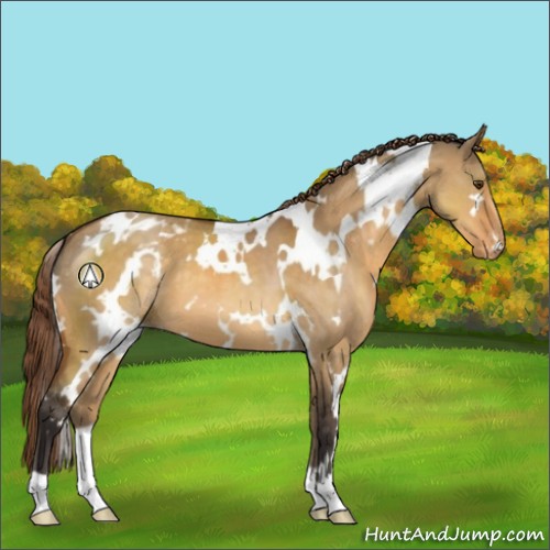 Horse Color:White Spotted Buckskin Dun Appaloosa 